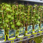 Hortenzia popínavá (Hydrangea anomala petiolaris) - výška 40-60 cm, kont. C2L